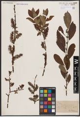 Salix aurita L. x Salix silesiaca Willd.